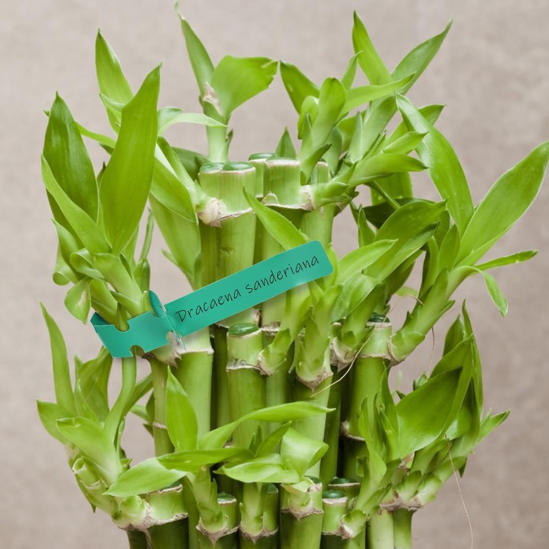 Plant Tag / Penanda Pokok / Ga - Plant Label Tags review and price