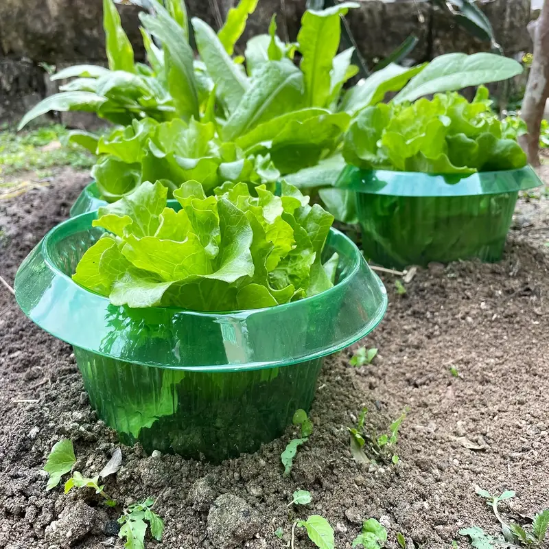 Plants Slug Protection Rings V - Gardening Tools Green review and price