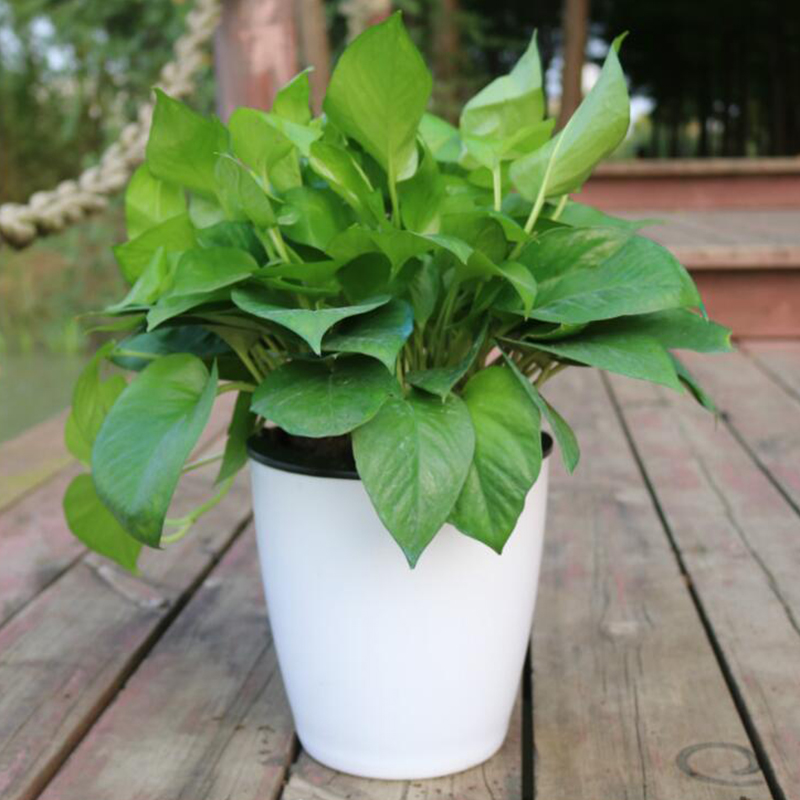 Lazy Flower Automatic Pot Flow - Gardening Tools Green review and price